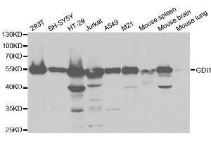 Western blot analysis of extracts of various cell lines, using GDI1 antibody. (GDI1 Antikörper  (AA 188-447))