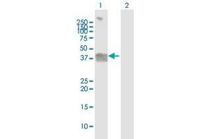 Western Blot analysis of OGN expression in transfected 293T cell line by OGN MaxPab polyclonal antibody. (OGN Antikörper  (AA 1-298))