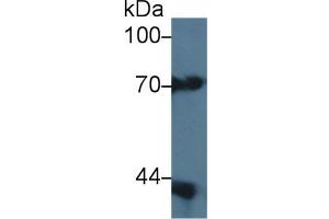 Western Blotting (WB) image for anti-serpin Peptidase Inhibitor, Clade B (Ovalbumin), Member 9 (SERPINB9) (AA 1-376) antibody (ABIN7435502)