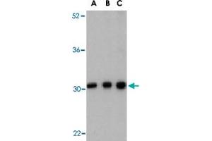 Western blot analysis of BCAP31 in Ramos cell lysate with BCAP31 polyclonal antibody  at (A) 0. (BCAP31 Antikörper  (C-Term))