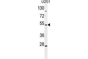 ZIK1 Antibody (Center) western blot analysis in U251 cell line lysates (35 µg/lane). (ZIK1 Antikörper  (Middle Region))