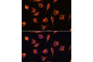 Immunofluorescence analysis of L929 cells using GBAS antibody (ABIN7267391) at dilution of 1:100. (GBAS Antikörper  (AA 1-50))