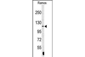 Western blot analysis of XPOT antibody in Ramos cell line lysates (35ug/lane) (XPOT Antikörper  (N-Term))