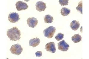 Immunohistochemistry (IHC) image for anti-Beta-secretase 1 (BACE1) (C-Term) antibody (ABIN1030276) (BACE1 Antikörper  (C-Term))