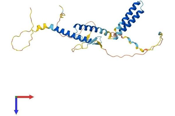 HES1 Protein (AA 1-282) (His tag)