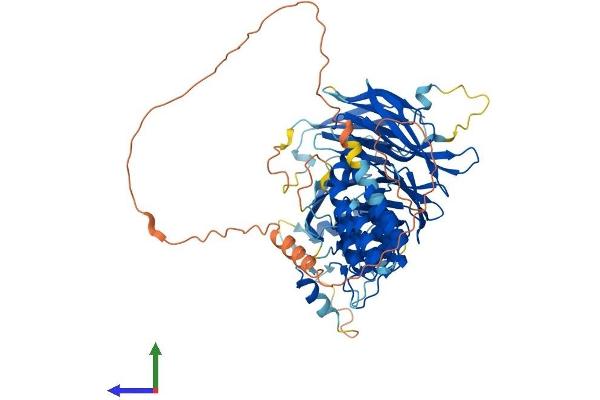 WDPCP Protein (AA 1-722) (His tag)