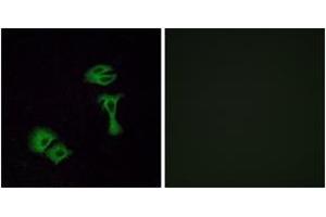 Immunofluorescence analysis of A549 cells, using OR51A2 Antibody. (OR51A2 Antikörper  (AA 201-250))