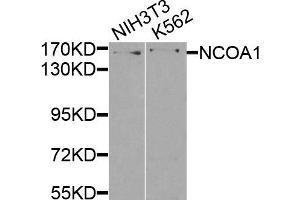 Western blot analysis of extracts of NIH3T3 and K562 cells, using NCOA1 antibody. (NCOA1 Antikörper)