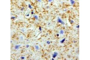 IHC-P analysis of Brain tissue, with DAB staining. (Pronociceptin (AA 20-176) Antikörper)
