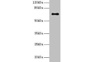 Western blot All lanes: Adck2 antibody at 2 μg/mL + K562 whole cell lysate Secondary Goat polyclonal to rabbit IgG at 1/15000 dilution Predicted band size: 69 kDa Observed band size: 69 kDa (ADCK2 Antikörper  (AA 200-609))