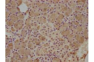 IHC image of ABIN7148999 diluted at 1:500 and staining in paraffin-embedded human salivary gland tissue performed on a Leica BondTM system. (CST5 Antikörper  (AA 21-142))