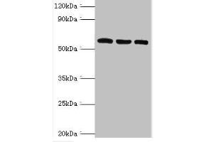 Western blot All lanes: Thioredoxin reductase 2, mitochondrial antibody at 6 μg/mL Lane 1: Mouse liver tissue Lane 2: Mouse gonad tissue Lane 3: Hela whole cell lysate Secondary Goat polyclonal to rabbit IgG at 1/10000 dilution Predicted band size: 57, 54, 47, 31 kDa Observed band size: 57 kDa (TXNRD2 Antikörper  (AA 100-310))