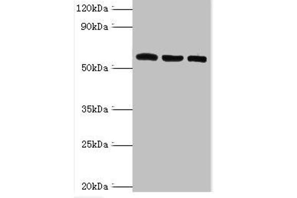 TXNRD2 Antikörper  (AA 100-310)