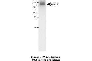 Image no. 1 for anti-Fanconi Anemia Group A Protein (FANCA) (AA 1200-1300) antibody (ABIN363367) (FANCA Antikörper  (AA 1200-1300))