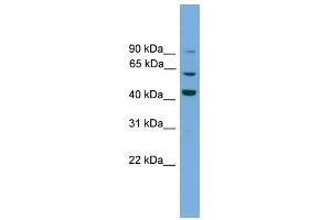 WB Suggested Anti-Txlng Antibody Titration:  0.
