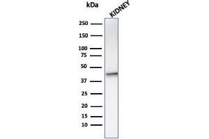 Western Blot analysis of KIdney tissue lysate using AMACR Mouse Monoclonal Antibody (AMACR/1864). (AMACR Antikörper  (AA 297-394))