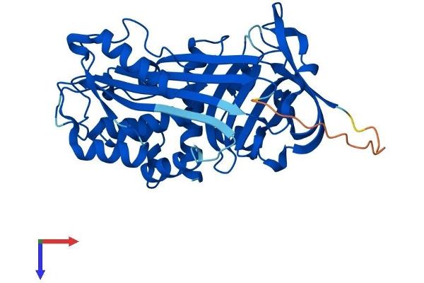 SERPINB1 Protein (AA 1-379) (His tag)