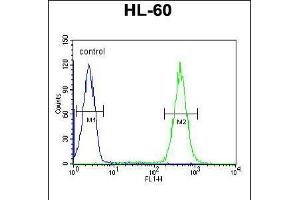 Flow cytometric analysis of HL-60 cells (right histogram) compared to a negative control cell (left histogram). (APOBEC2 Antikörper  (N-Term))