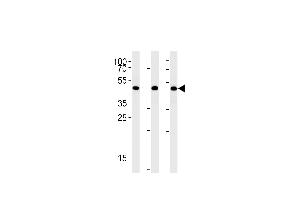 BAT1 Antibody (C-term) (ABIN1881102 and ABIN2842459) western blot analysis in A431,Hela,Jurkat cell line lysates (35 μg/lane). (BAT1 Antikörper  (C-Term))