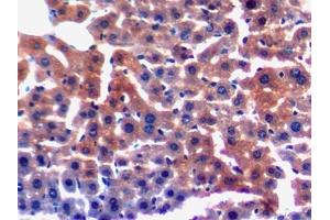 DAB staining on IHC-P; Samples: Mouse Liver Tissue (LAMC3 Antikörper  (AA 751-875))