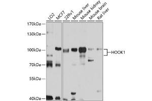 Western blot analysis of extracts of various cell lines, using HOOK1 antibody (ABIN6131765, ABIN6141925, ABIN6141926 and ABIN6220745) at 1:1000 dilution. (HOOK1 Antikörper  (AA 489-728))