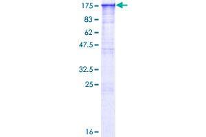 BAT3 Protein (AA 1-1126) (GST tag)