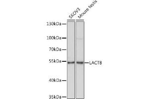 Western blot analysis of extracts of various cell lines, using LACTB Rabbit pAb (ABIN7268164) at 1:1000 dilution. (LACTB Antikörper  (AA 298-547))