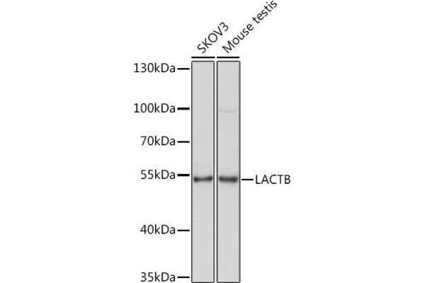 LACTB anticorps  (AA 298-547)