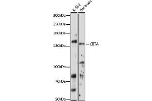Western blot analysis of extracts of various cell lines, using CIITA antibody (ABIN7266403) at 1:1000 dilution. (CIITA Antikörper  (AA 650-750))