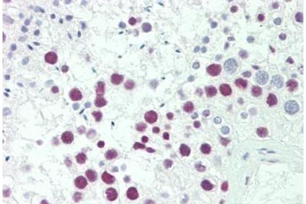SRP54 antibody  (AA 346-374)