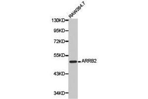 Western Blotting (WB) image for anti-Arrestin, beta 2 (ARRB2) antibody (ABIN1871114) (Arrestin 3 Antikörper)