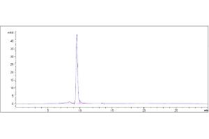 The purity of Anti-IL-18 Reference Antibody (GSK 1070806) is more than 95 % , determined by SEC-HPLC. (Rekombinanter IL-18 Antikörper)