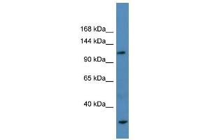 Ap3b1 antibody used at 2.