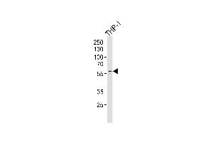 Western blot analysis of lysate from THP-1 cell line,using Collagen XXIII α1 Antibody (ABIN6241510). (COL23A1 Antikörper)