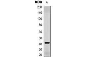 Western blot analysis of GDF3 expression in L929 (A) whole cell lysates. (GDF3 Antikörper  (C-Term))