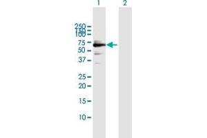 Western Blot analysis of SMARCB1 expression in transfected 293T cell line by SMARCB1 MaxPab polyclonal antibody.