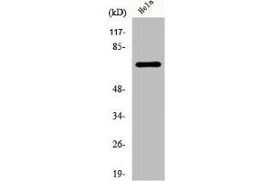 Western Blot analysis of HeLa cells using DDX55 Polyclonal Antibody (DDX55 Antikörper  (Internal Region))