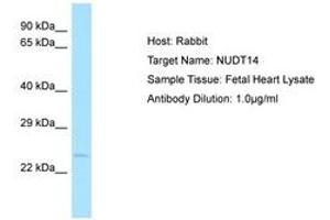 NUDT14 Antikörper  (AA 151-200)