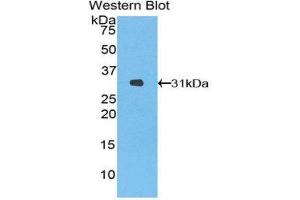 Western Blotting (WB) image for anti-Heme Oxygenase (Decycling) 2 (HMOX2) (AA 71-306) antibody (ABIN1859186)