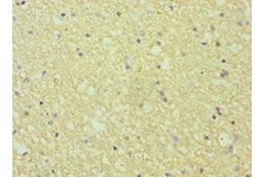 Immunohistochemistry of paraffin-embedded human brain tissue using ABIN7151874 at dilution of 1:100 (Ephrin A1 Antikörper  (AA 19-182))