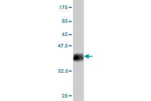 Western Blot detection against Immunogen (35.