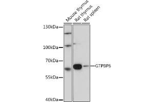 Western blot analysis of extracts of various cell lines, using GTPBP6 Rabbit pAb (ABIN7267524) at 1:1000 dilution. (GTPBP6 Antikörper)