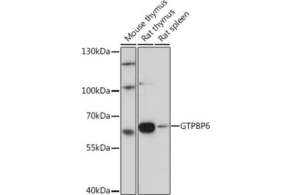 GTPBP6 Antikörper