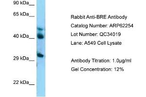 Western Blotting (WB) image for anti-Brain and Reproductive Organ-Expressed (TNFRSF1A Modulator) (BRE) (C-Term) antibody (ABIN2789082) (BRE Antikörper  (C-Term))