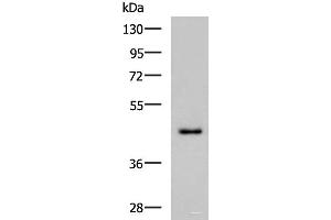 Western blot analysis of TM4 cell lysate using WDR4 Polyclonal Antibody at dilution of 1:700 (WDR4 Antikörper)