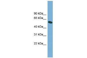 OMA1 antibody used at 1 ug/ml to detect target protein.