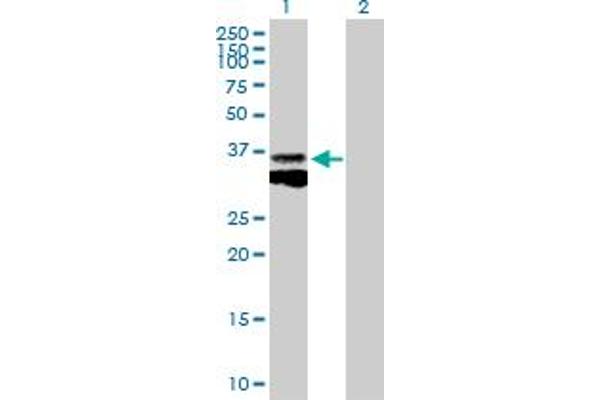 Cathepsin B Antikörper  (AA 1-339)