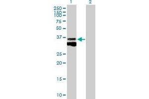 Western Blot analysis of CTSB expression in transfected 293T cell line by CTSB MaxPab polyclonal antibody.