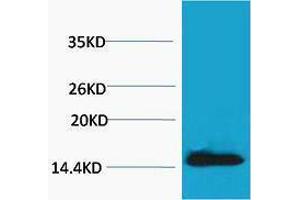 Western Blotting (WB) image for anti-H2A Histone Family, Member X (H2AFX) (pTyr142) antibody (ABIN3178838) (H2AFX Antikörper  (pTyr142))