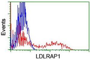 HEK293T cells transfected with either RC206643 overexpress plasmid (Red) or empty vector control plasmid (Blue) were immunostained by anti-LDLRAP1 antibody (ABIN2455232), and then analyzed by flow cytometry. (LDLRAP1 Antikörper)